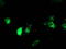 Protein disulfide-isomerase A4 antibody, LS-C173413, Lifespan Biosciences, Immunofluorescence image 