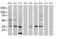 Developmental Pluripotency Associated 4 antibody, MA5-26356, Invitrogen Antibodies, Western Blot image 