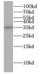 DnaJ Heat Shock Protein Family (Hsp40) Member B13 antibody, FNab02445, FineTest, Western Blot image 