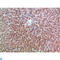 EREG antibody, LS-C813845, Lifespan Biosciences, Immunohistochemistry paraffin image 