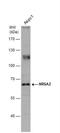 Nuclear Receptor Subfamily 5 Group A Member 2 antibody, NBP1-32489, Novus Biologicals, Western Blot image 