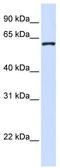 DDB1 And CUL4 Associated Factor 12 antibody, TA339194, Origene, Western Blot image 