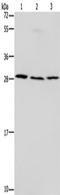 Tumor Protein P53 Inducible Nuclear Protein 1 antibody, TA351485, Origene, Western Blot image 
