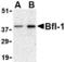 A1 antibody, TA306340, Origene, Western Blot image 