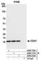 T-cell surface glycoprotein CD3 eta chain antibody, A305-170A, Bethyl Labs, Immunoprecipitation image 