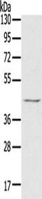 Ras Association Domain Family Member 7 antibody, TA350334, Origene, Western Blot image 