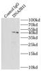 DnaJ Heat Shock Protein Family (Hsp40) Member B11 antibody, FNab02443, FineTest, Immunoprecipitation image 