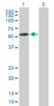 Kelch Like Family Member 29 antibody, H00114818-B01P, Novus Biologicals, Western Blot image 
