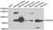 PR domain zinc finger protein 5 antibody, orb247924, Biorbyt, Western Blot image 