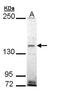 EH Domain Binding Protein 1 antibody, orb74238, Biorbyt, Western Blot image 