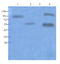 DNA Methyltransferase 3 Beta antibody, orb372330, Biorbyt, Western Blot image 