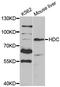 Histidine Decarboxylase antibody, orb167371, Biorbyt, Western Blot image 