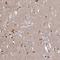 Proline Rich 5 Like antibody, NBP2-49114, Novus Biologicals, Immunohistochemistry paraffin image 