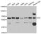 GC Vitamin D Binding Protein antibody, LS-B12906, Lifespan Biosciences, Western Blot image 