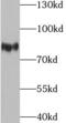 p84N5 antibody, FNab08666, FineTest, Western Blot image 