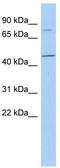 F-Box Protein 39 antibody, TA337848, Origene, Western Blot image 
