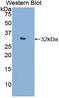 Filamin C antibody, LS-C293948, Lifespan Biosciences, Western Blot image 