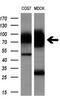 GLGB antibody, GTX84456, GeneTex, Western Blot image 