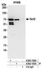 RELB Proto-Oncogene, NF-KB Subunit antibody, A302-182A, Bethyl Labs, Immunoprecipitation image 