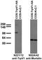Transient Receptor Potential Cation Channel Subfamily V Member 1 antibody, 73-255, Antibodies Incorporated, Western Blot image 