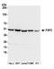FAS-associated factor 2 antibody, A305-379A, Bethyl Labs, Western Blot image 