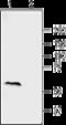 Frizzled Class Receptor 2 antibody, GTX54822, GeneTex, Western Blot image 