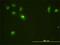 Cyclin Dependent Kinase 13 antibody, H00008621-M01, Novus Biologicals, Immunocytochemistry image 