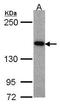 Mitogen-Activated Protein Kinase Kinase Kinase 5 antibody, GTX107921, GeneTex, Western Blot image 