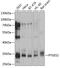 Prostaglandin E Synthase 2 antibody, 14-991, ProSci, Western Blot image 