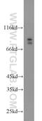 BR Serine/Threonine Kinase 2 antibody, 11589-1-AP, Proteintech Group, Western Blot image 