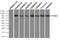 Sky antibody, TA500420, Origene, Immunoprecipitation image 