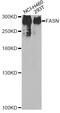 FAS antibody, MBS125054, MyBioSource, Western Blot image 