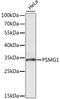 Proteasome assembly chaperone 1 antibody, A08279, Boster Biological Technology, Western Blot image 