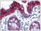 Keratin 18 antibody, BM2275F, Origene, Immunohistochemistry frozen image 