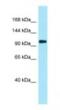 Plakophilin 4 antibody, NBP1-98523, Novus Biologicals, Western Blot image 