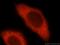 VTA1 antibody, 15786-1-AP, Proteintech Group, Immunofluorescence image 