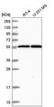Male-specific lethal 2 homolog antibody, HPA048482, Atlas Antibodies, Western Blot image 