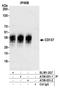 TNF Receptor Superfamily Member 9 antibody, A700-051, Bethyl Labs, Immunoprecipitation image 