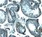 Izumo Sperm-Egg Fusion 1 antibody, GTX31952, GeneTex, Immunohistochemistry paraffin image 