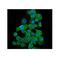 BUB1 Mitotic Checkpoint Serine/Threonine Kinase B antibody, M01564-2, Boster Biological Technology, Immunofluorescence image 