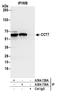 Chaperonin Containing TCP1 Subunit 7 antibody, A304-729A, Bethyl Labs, Immunoprecipitation image 