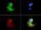 Very Low Density Lipoprotein Receptor antibody, GTX49372, GeneTex, Immunofluorescence image 