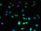 WAP Four-Disulfide Core Domain 2 antibody, A51925-100, Epigentek, Immunofluorescence image 