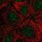 Ribonuclease H2 subunit C antibody, NBP2-56902, Novus Biologicals, Immunofluorescence image 