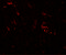 MAP1LC3A antibody, 7579, ProSci Inc, Immunofluorescence image 