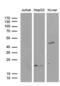 Amidohydrolase Domain Containing 1 antibody, MA5-27234, Invitrogen Antibodies, Western Blot image 