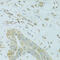 Mitochondrial Fission Process 1 antibody, 22-707, ProSci, Immunohistochemistry frozen image 
