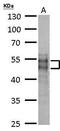 MOK Protein Kinase antibody, GTX127935, GeneTex, Western Blot image 