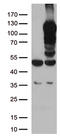 LEM Domain Containing 3 antibody, CF500815, Origene, Western Blot image 