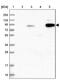 Shootin 1 antibody, NBP2-38374, Novus Biologicals, Western Blot image 